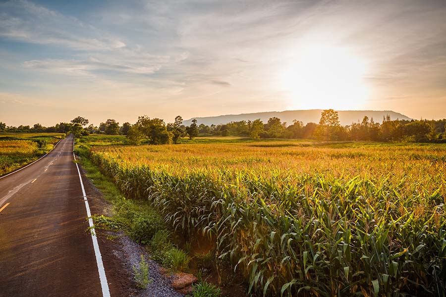 Contact - View Of An Empty Road Next To Corn Field At Sunset
