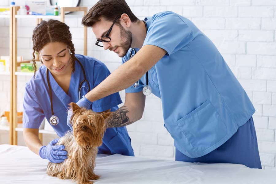 Veterinary Office Insurance - Veterinary Health Care Team With Dog Patient